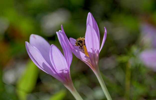 Colchicum autumnale comúnmente conocido como azafrán del prado del azafrán de otoño o damas desnudas