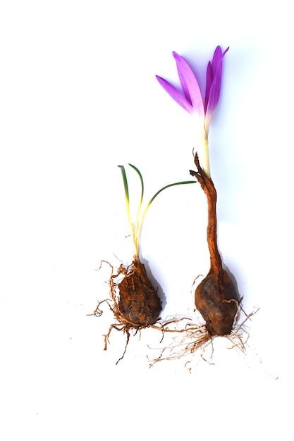 Foto colchicum montanum o merendera montana mostrando un bulbo con hojas y otro con flor