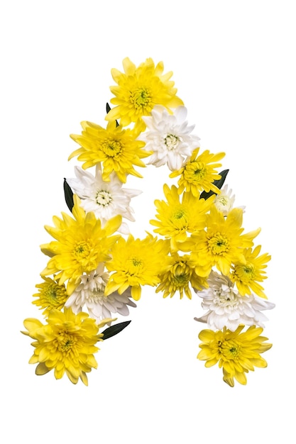 Coleção ABC de letrasxA Letra A feita de folhas e flores reais em fundo branco