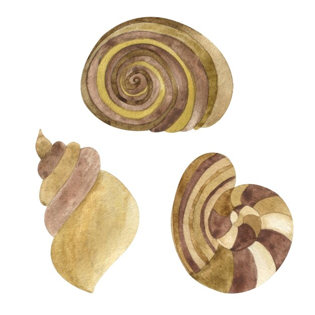 Foto coleção aquarela de conchas em cores marrons e amarelas