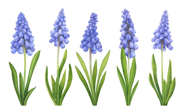 Foto coleção aquarela de muscari com folhagem ilustrações detalhadas vintage desenhadas à mão isoladas