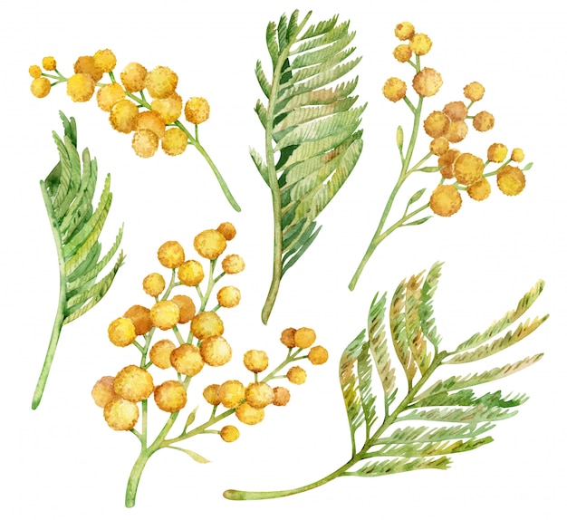 Coleção aquarela de ramos de arbusto mimosa amarela isolados no branco