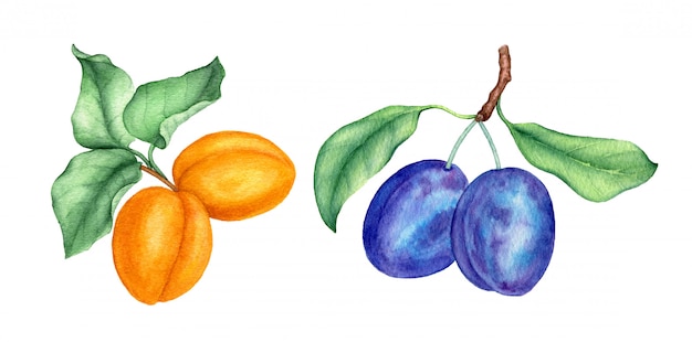 Coleção aquarela vintage de frutas com ameixas e damascos