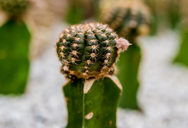 Coleção cactos espinhosos bonitos na estufa