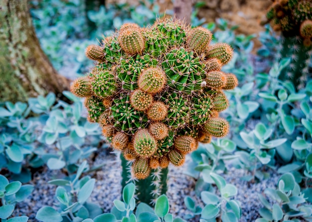 Coleção cactos espinhosos bonitos na estufa