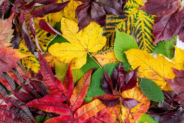 Foto coleção das folhas de outono bonitas