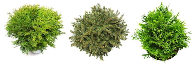 Coleção de abetos e thuja isolados em fundo branco Coníferas Árvore de Natal Ano Novo Vista superior plana