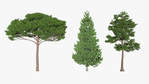 Coleção de belas árvores isoladas em fundo branco