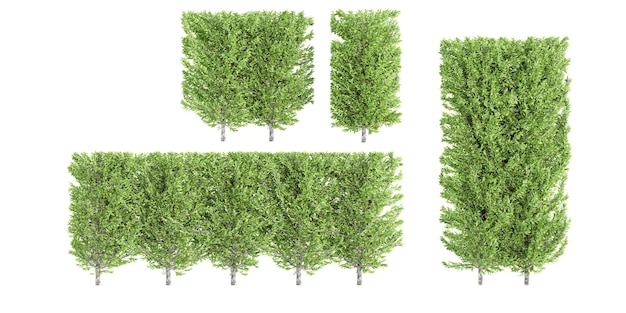 Coleção de belas plantas de Boxwood isoladas em fundo transparente Ilustração 3D realista de renderização 3D