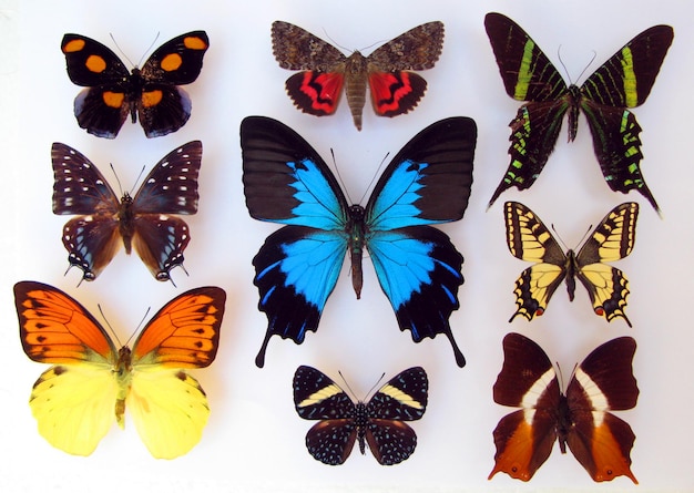 Coleção de borboletas coloridas brilhantes isoladas no fundo branco. borboleta verde azul vermelha