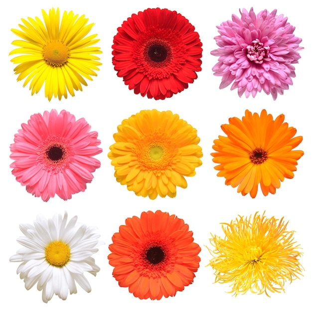 Coleção de cabeça de flores de linda margarida calêndula gerbera crisântemo dália camomila isolada no fundo branco Cartão Páscoa Conjunto de tempo de primavera Vista superior plana leiga