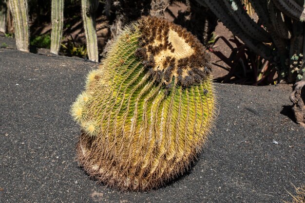 Coleção de cactos crescendo em um jardim botânico