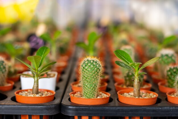 Coleção de cactos e plantas em vasos diferentes cactos em vasos no chão