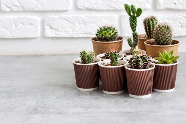 Coleção de cactos e plantas suculentas em pequenos copos de papel. Horta doméstica. Copie o espaço