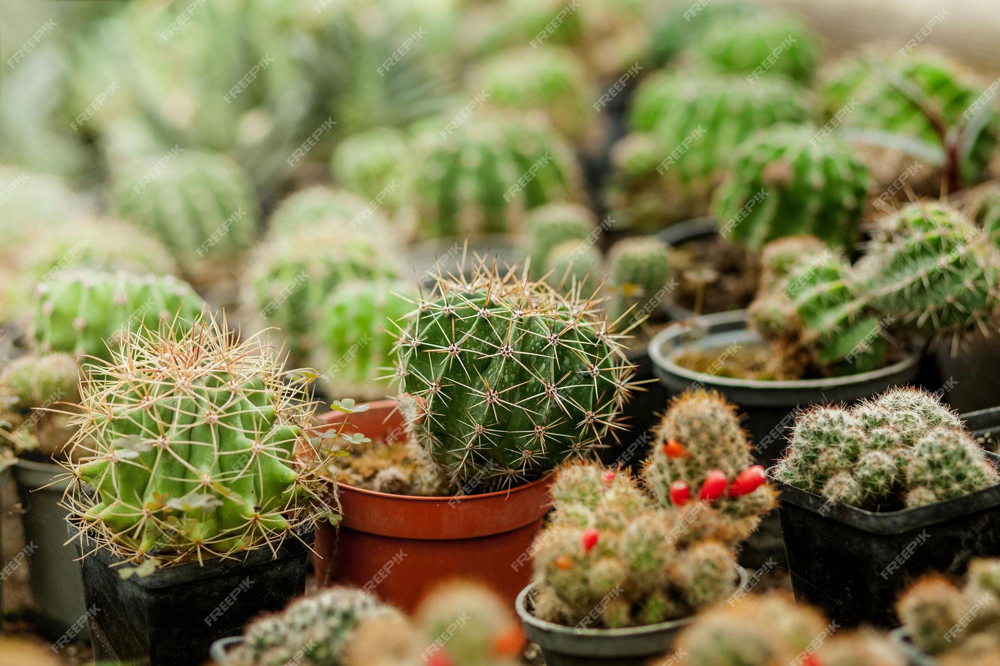 conjunto de cactos coloridos bonitos, vasos de plantas. coleção de