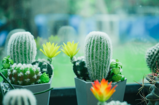 Coleção de cactos raros em um vaso para vender e decorar para o fundo