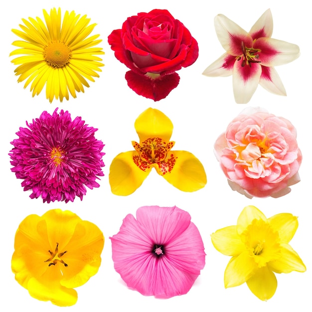Coleção de flores de crisântemo sortido, tigridia, malva, rosa, lírio-dia, tulipa, narciso, lírio isolado no fundo branco. camada plana, vista superior