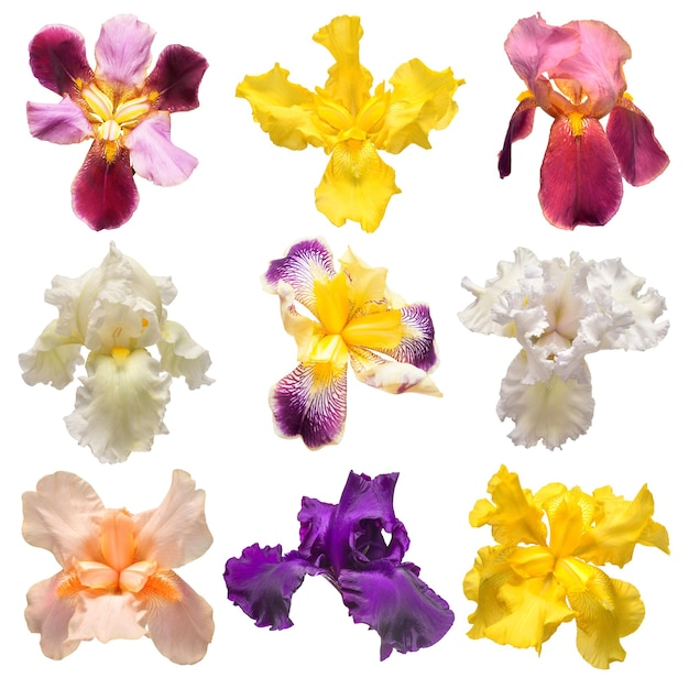 Foto coleção de flores de íris multicoloridas isoladas em fundo branco olá primavera vista superior plana do estúdio objeto padrão floral