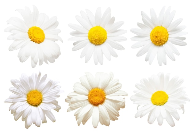 Coleção de flores de margaridas criativas isoladas no fundo branco. Postura plana, vista superior. padrão floral, objeto