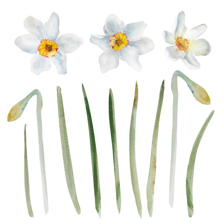 Foto coleção de flores de narcisos aquarela de primavera ilustração floral pintada à mão conjunto de narcisas