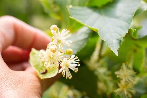 Coleção de flores de uma tília florida usada para fazer uma geopatia de infusão de chá curativo