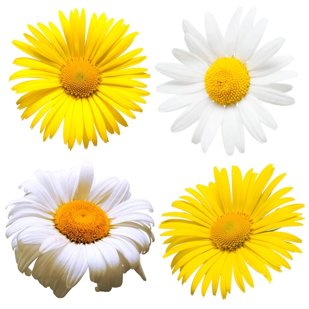 Coleção de flores lindas Margaridas isoladas no fundo branco. Cartão. Páscoa. Conjunto de primavera. Camada plana, vista superior
