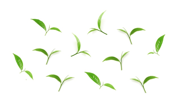 Coleção de folhas de chá verde isolada no branco