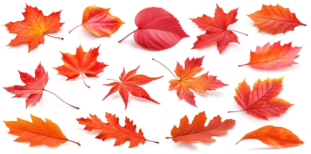Coleção de folhas de outono vermelhas isoladas em ilustrações de IA generativas de fundo branco em estilo realista