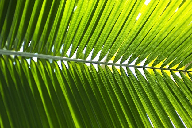 Coleção de fotos de florestas tropicais de folha de palmeira verde folha horizontal de fundo