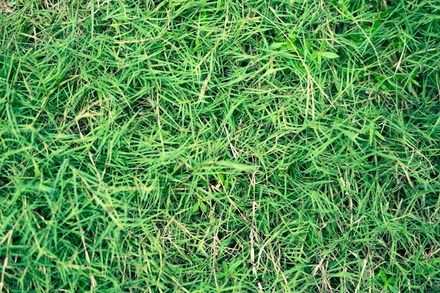 Coleção de fundo natural abstrato com diferentes tons de cor do espaço de cópia de grama verde verão fresco e humor de futebol para o projeto papel de parede screensaver web pano de fundo