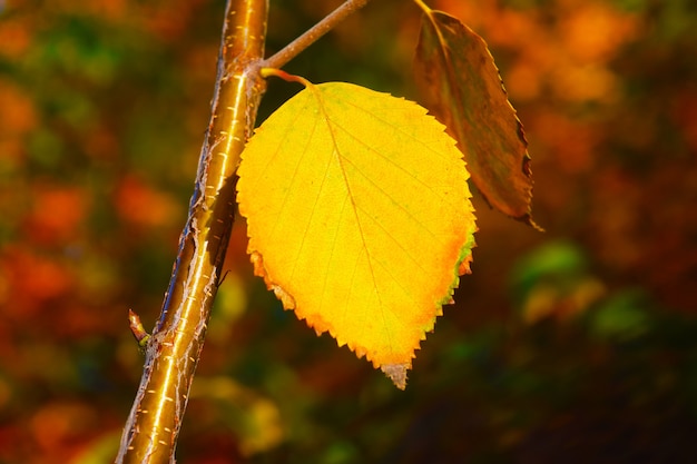 Coleção de lindas folhas de outono coloridas verdes