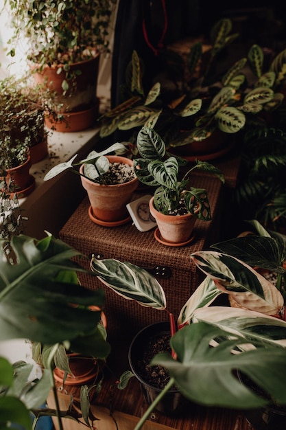 Coleção de plantas em pequenos milênios aluguel de apartamento ceropegia maranta monstera philodendron