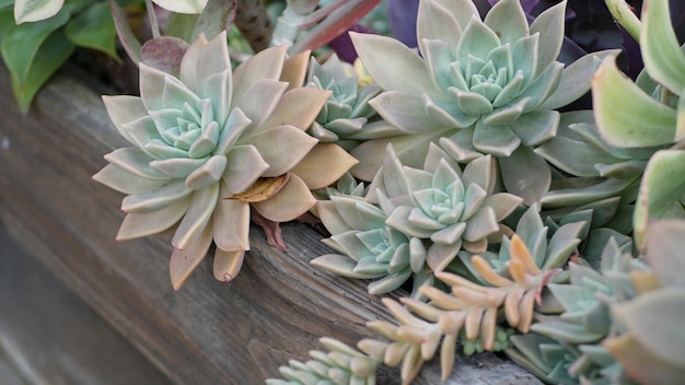 Coleção de plantas suculentas jardinagem na Califórnia eua diversidade de design de jardim doméstico de várias galinhas e pintos botânicos mistura variada de echeveria ornamentais decorativos floricultura