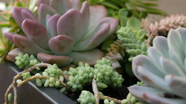 Coleção de plantas suculentas, jardinagem na Califórnia, EUA. Projeto de jardim doméstico, diversidade de várias galinhas e pintos botânicos. Mistura variada de plantas de casa de echeveria ornamentais decorativas, floricultura.