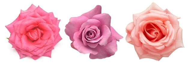 Coleção de rosas de cabeça de flores cor de rosa isoladas em um fundo branco Vista superior plana leiga