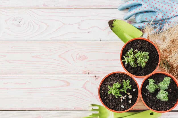 Coleção de várias plantas da casa, luvas de jardinagem, envasamento solo e espátula sobre fundo branco de madeira. Fundo de plantas de envasamento casa.