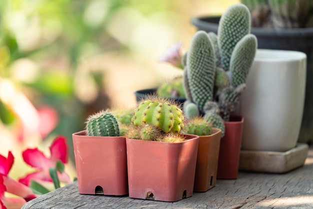 Coleção de várias plantas de casa suculentas de cactos em pote na mesa de madeira