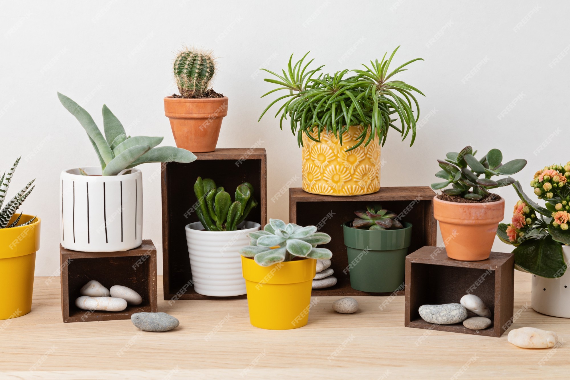 conjunto de cactos coloridos bonitos, vasos de plantas. coleção de