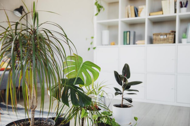 Foto coleção de várias plantas verdes tropicais em vasos diferentes sala de estar moderna interior