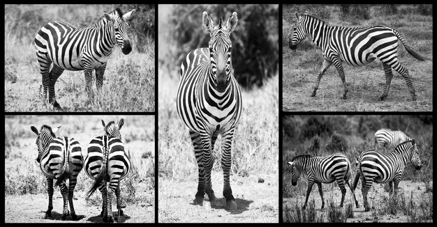 Foto coleção de zebras quênia áfrica