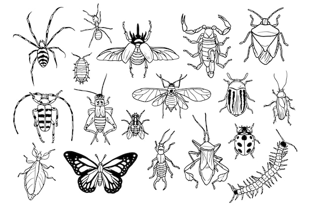 Coleção desenhada à mão de insetos