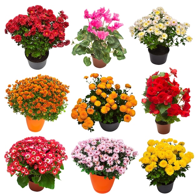 Coleção flores crisântemo cineraria e ciclâmen multicolorido em pote isolado no fundo branco Olá primavera Conceito de jardim de plantas bonitas Natureza Páscoa Amor Flat lay top view