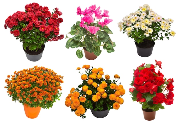 Coleção flores crisântemo e ciclâmen multicolorido em pote isolado no fundo branco Olá primavera Conceito de jardim de plantas bonitas Natureza Páscoa Amor Vista superior plana leiga