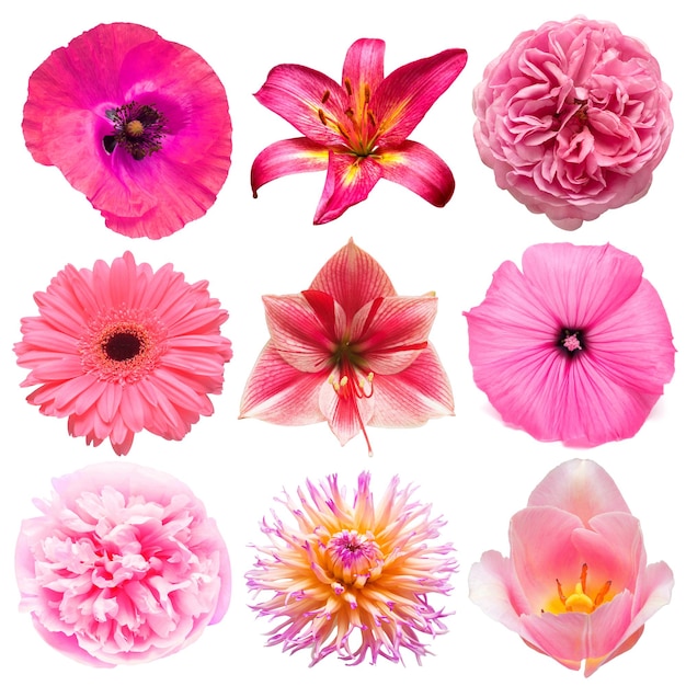 Coleção lindas flores de cabeça rosa de lírio amarílis tulipa papoula dália daisy gerbera lavatera isolada no fundo branco linda composição floral delicada vista superior plana leiga