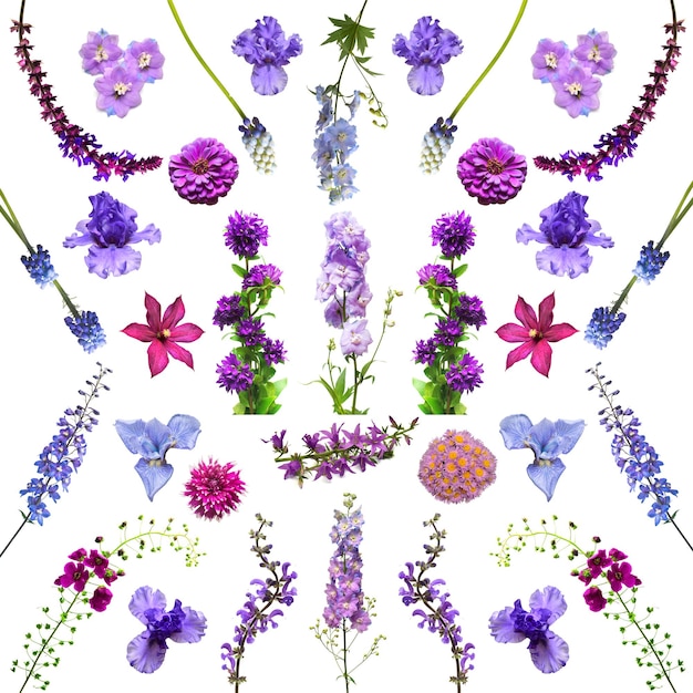 Coleção violeta de flores isolada no fundo branco Composição criativa planta delphinium clematis sino dália íris grama selvagem forma curva muscari Padrão floral Vista superior plana leiga