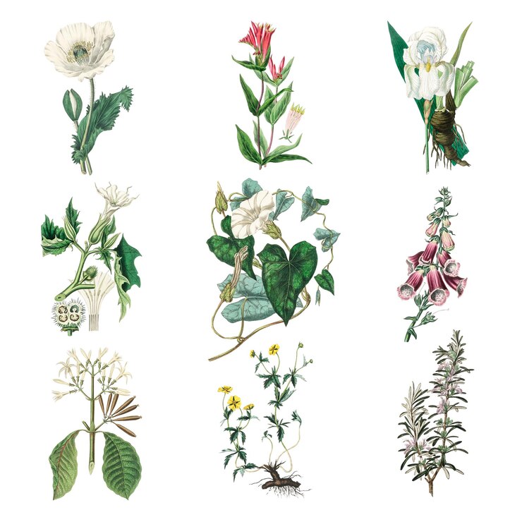 Foto colecção png de flores coloridas ilustração