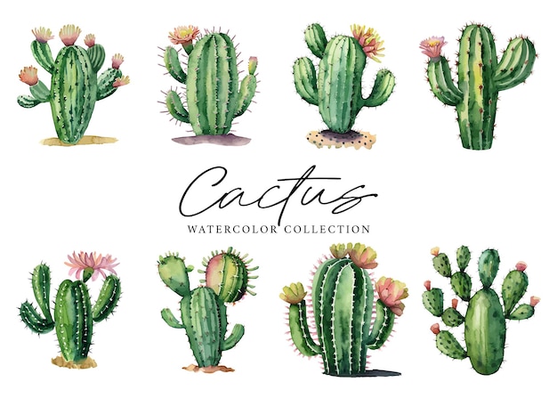 Colección de acuarela de plantas suculentas de cactus sobre fondo blanco