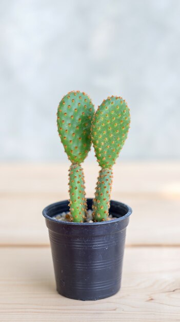 Colección de cactus en macetas pequeñas.