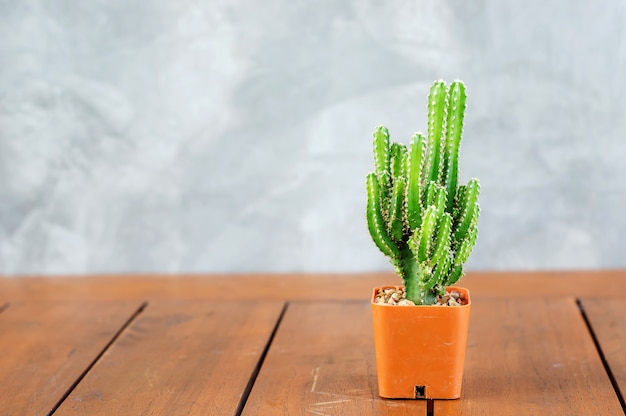 Colección de cactus en macetas pequeñas.