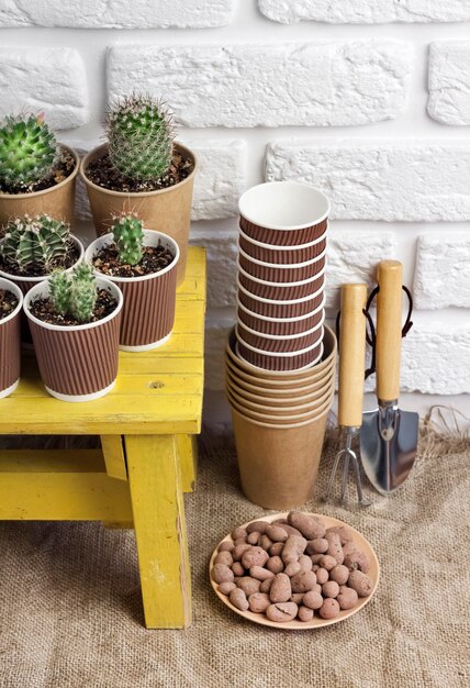 Colección de cactus y plantas suculentas en vasos de papel en una pequeña mesa amarilla